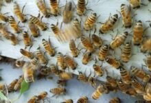 Why Bees Target Certain Attic Materials and How to Stop It
