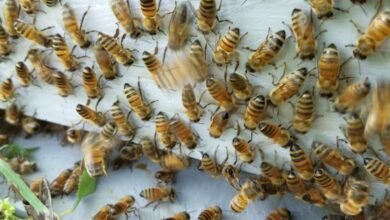 Why Bees Target Certain Attic Materials and How to Stop It 2 Why Bees Target Certain Attic Materials and How to Stop It