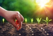 Why Seed Choice Matters in Organic Gardening