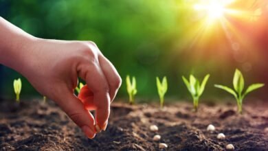 Why Seed Choice Matters in Organic Gardening