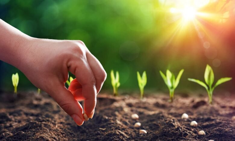 Why Seed Choice Matters in Organic Gardening 1 Why Seed Choice Matters in Organic Gardening