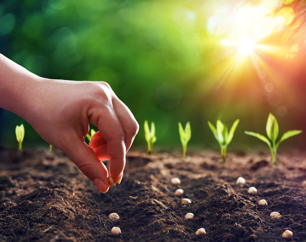 Why Seed Choice Matters in Organic Gardening 1 Why Seed Choice Matters in Organic Gardening